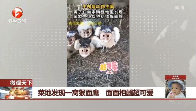 云南宁洱:菜地发现一窝猴面鹰,面面相觑超可爱