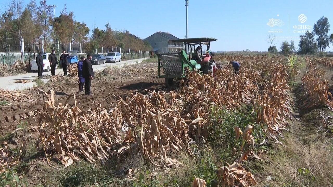 温郁金采收机在瑞安“首秀” 2人干了200人的活