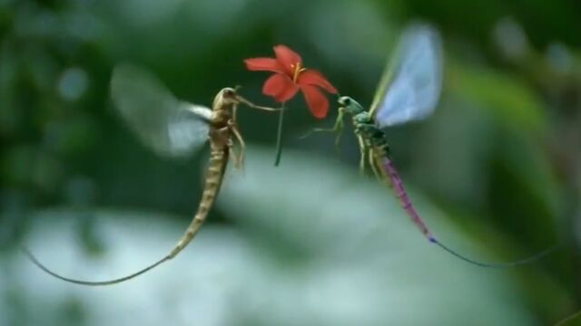 沃达丰广告“蜉蝣”