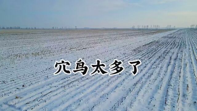 #家乡的雪景 #最美的雪景 #下雪后的景色很美