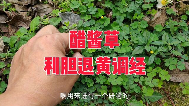 醋酱草:被称为护肝草,可以利胆退黄还能调经,