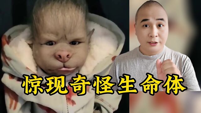 网络惊现长相非常奇特的怪物,网民:狼人?猩猩?外星人?婴儿吗