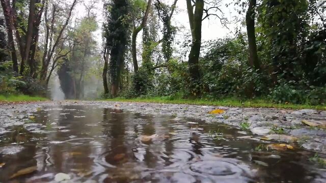 林间柔和的雨声,缓解失眠和焦虑,帮助你放松和冥想#白噪音