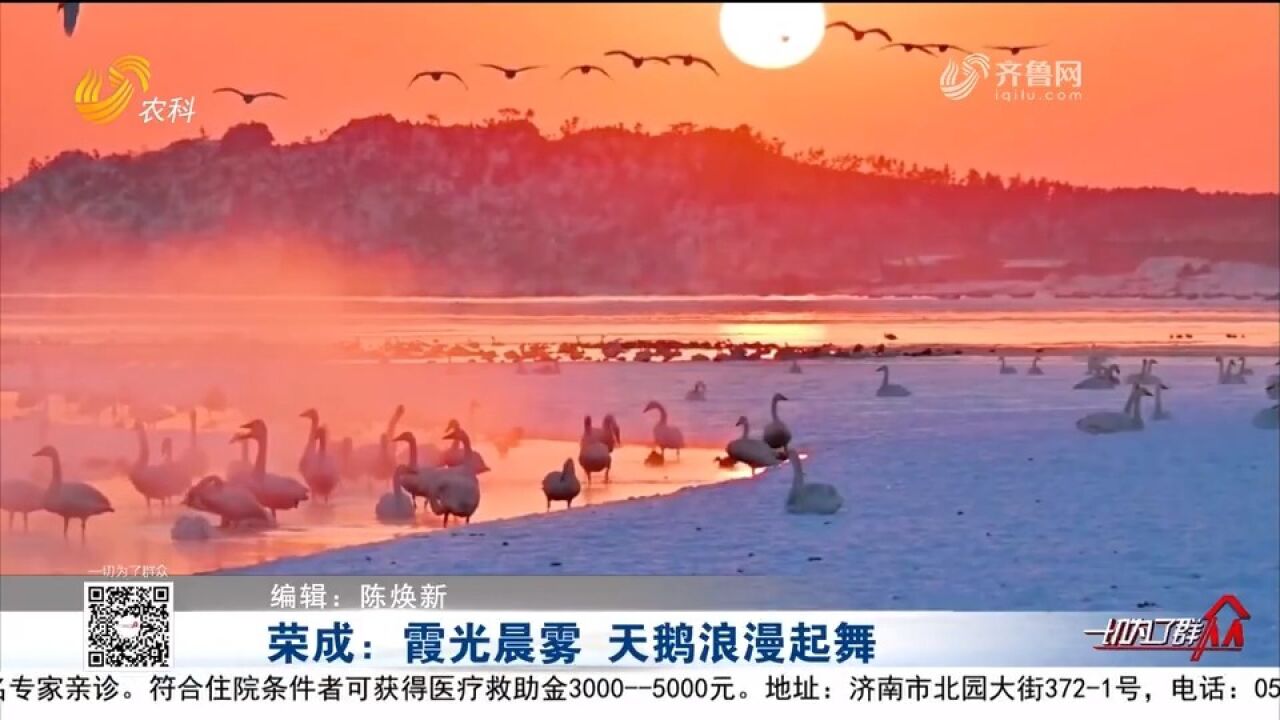 这是我见过最唯美的天鹅湖!霞光晨雾中天鹅浪漫起舞氛围感拉满