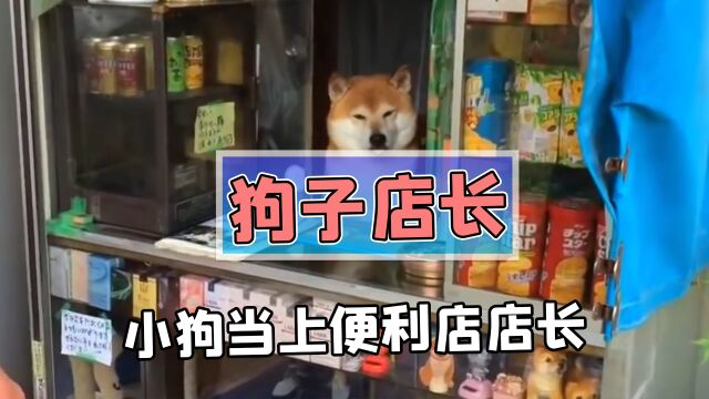 全网第一只自己开店当店长的狗子?顾客:这修勾老板还提供特殊服务!