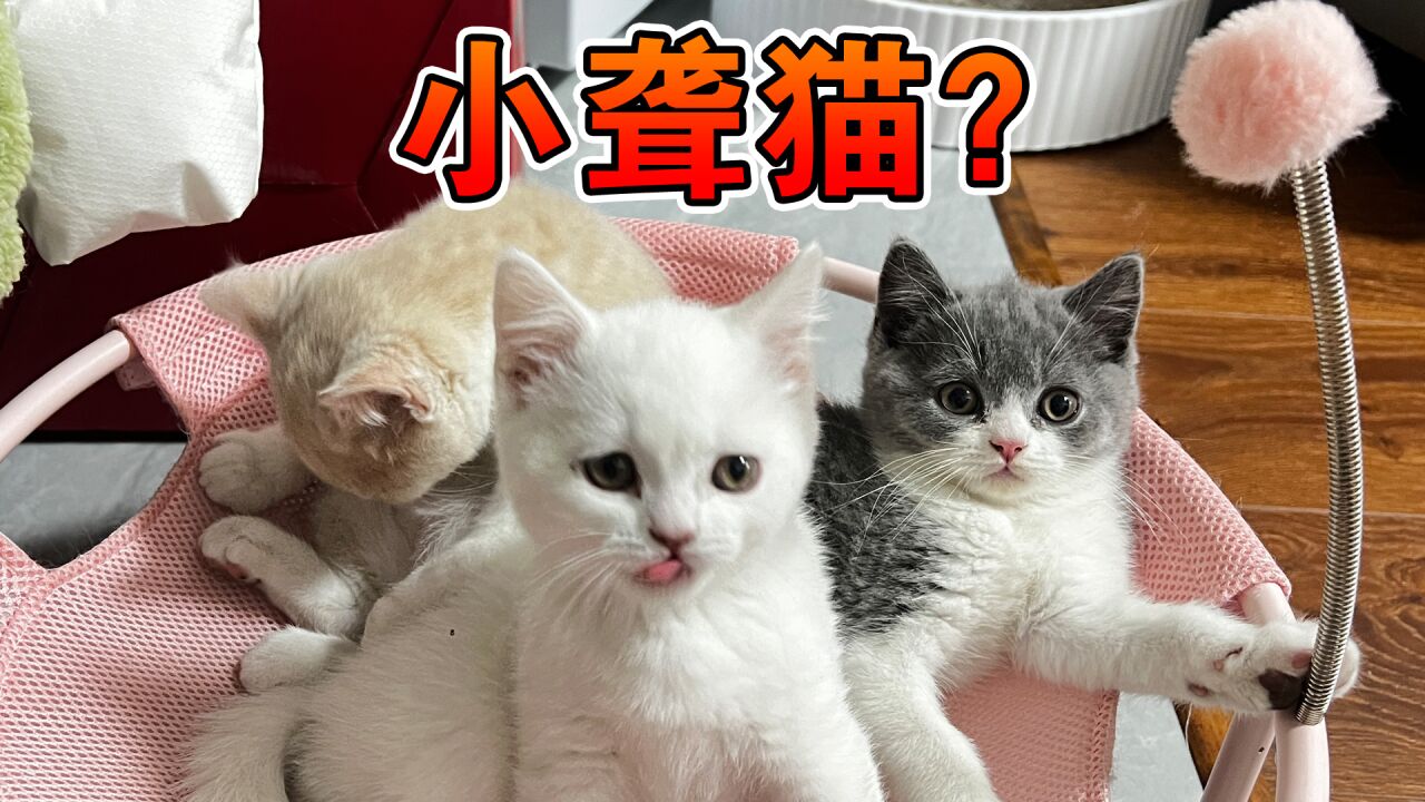 家里又生了5只小猫,其中一只是聋子,怎么办,会有人收养它吗?