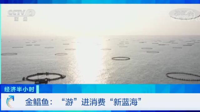 《经济半小时》20230105金鲳鱼:“游”进消费“新蓝海”