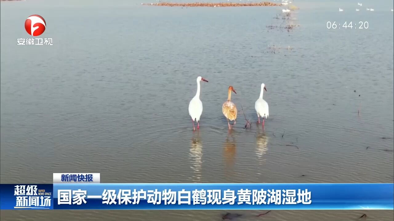 国家一级保护动物白鹤现身黄陂湖湿地