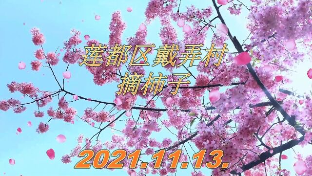 浙江省莲都区戴弄村摘柿子