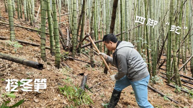 人迹稀少竹林挖冬笋,突然发现四条腿的“蛇”,吓得返身就跑