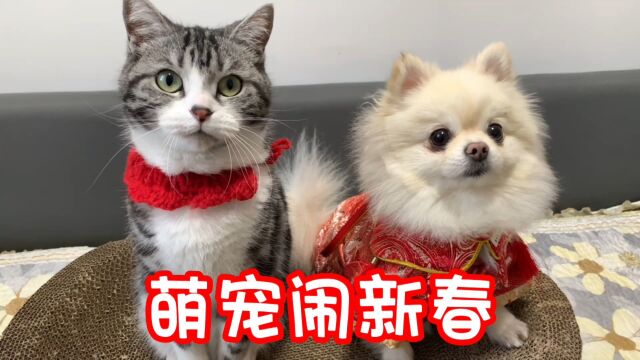 猫咪和博美换上新年装扮,花式闹新春