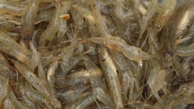 野生河虾、豪根鱼、小麦穗……各类野生河鲜应有尽有,快来选购!