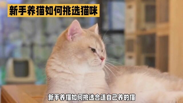 新手如何养猫