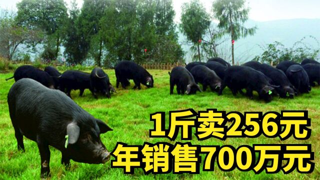 大哥别样养黑猪,1斤卖256元,年销售额700万元,他如何做到的?