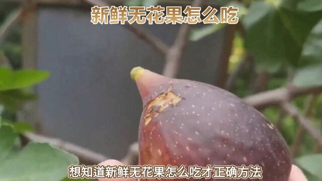 无花果怎么吃才美味?看看我们的推荐#无花果