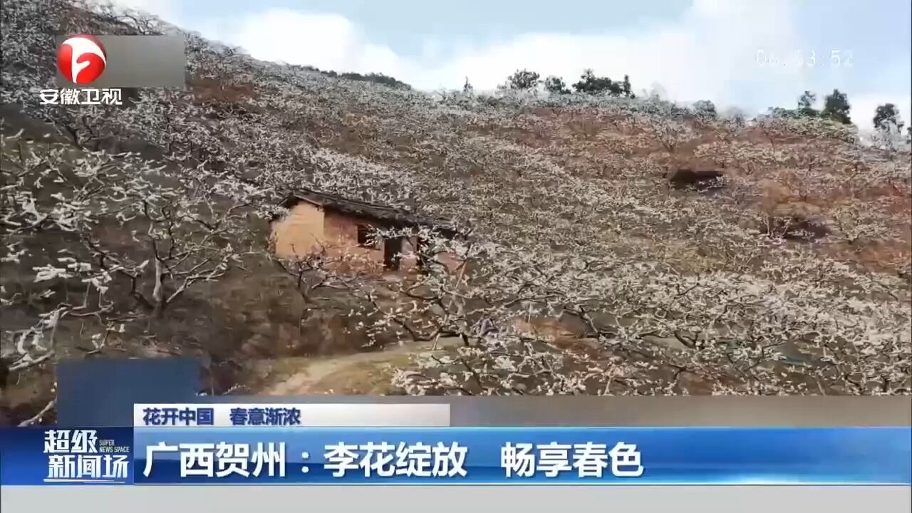 广西贺州:看李花绽放,畅享春色美景