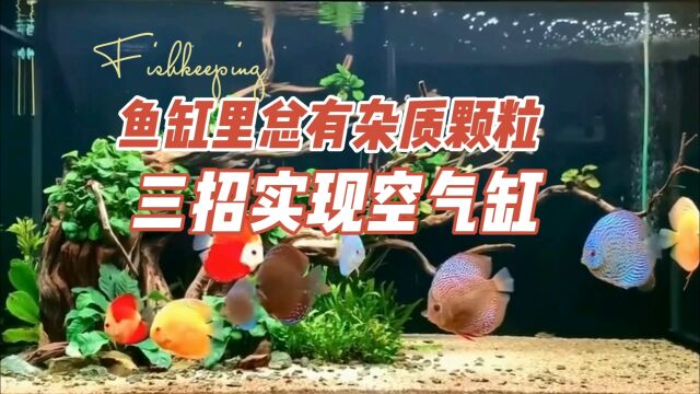 鱼缸总有杂质颗粒,三招实现空气缸:养鱼笔记第4季51集