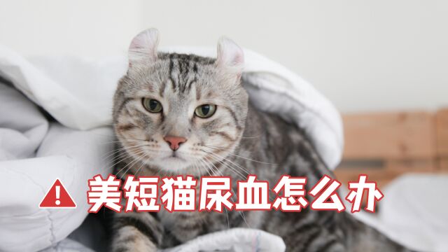 美短猫尿血怎么办