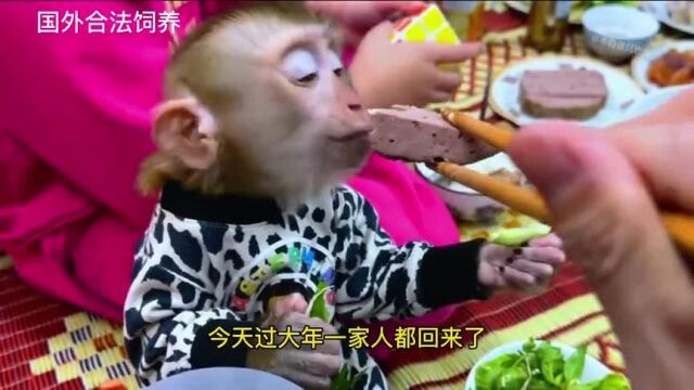 小猴子一家吃着心灵手巧的妈妈为大家准备的年夜饭!