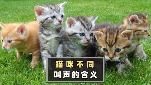 猫咪不同的叫声,其实代表不同的含义,看到涨姿势了