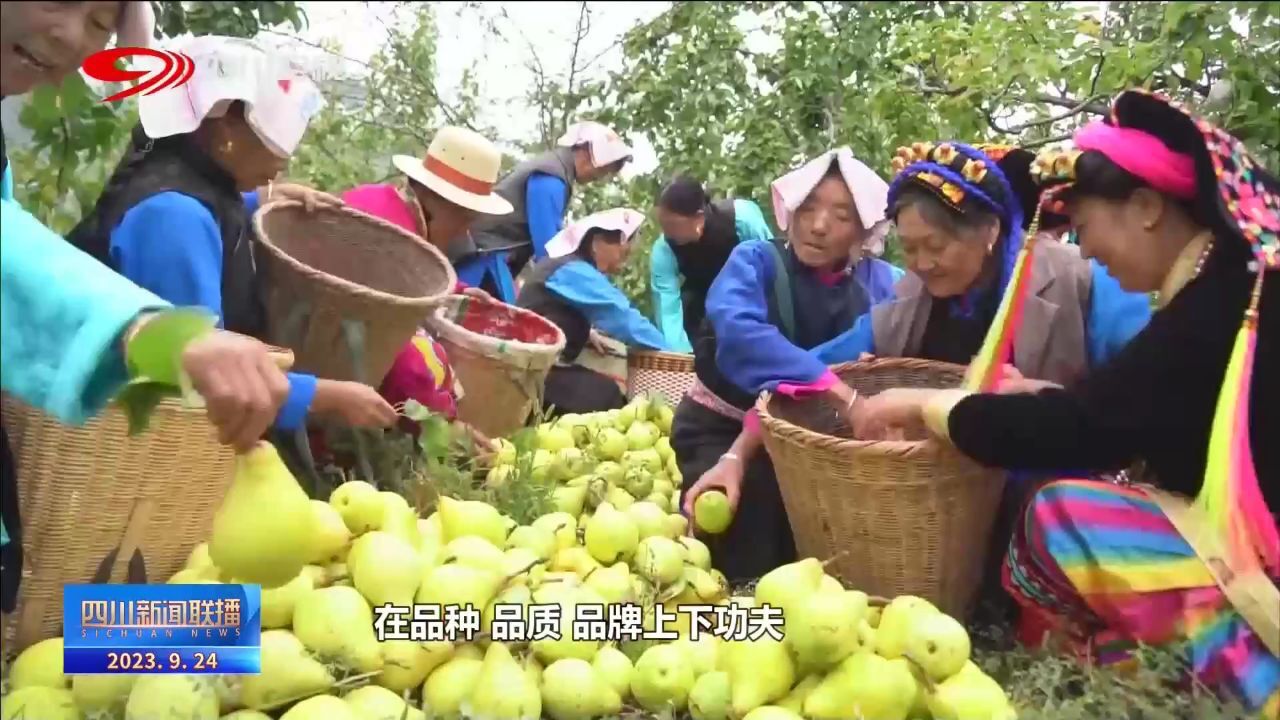 四川新闻联播丨金川:万亩雪梨迎丰收 特色产业促振兴