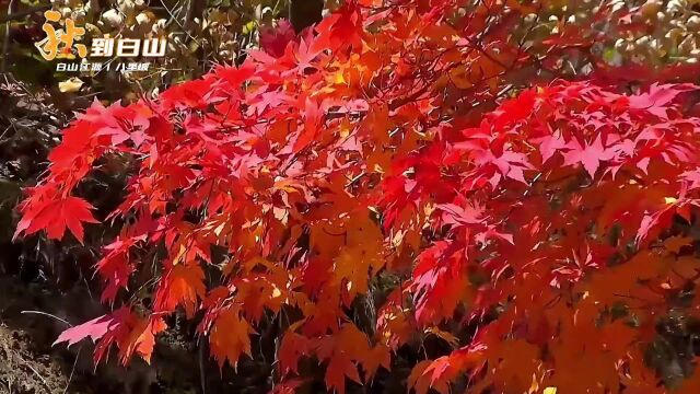 网络中国节|秋到白山:江源八里坡