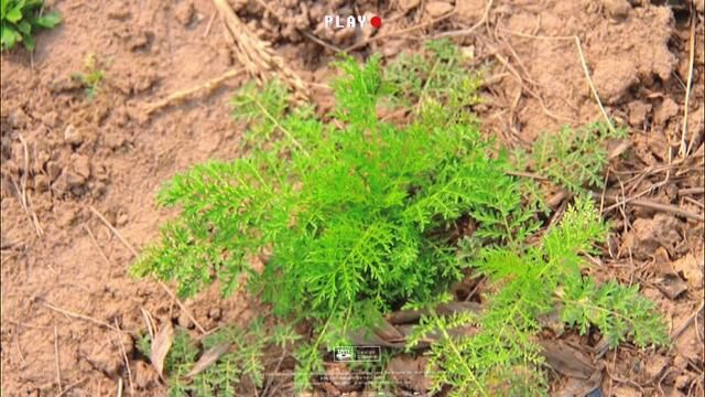 魅力中草药每日一药之葶苈,全景展示药材从田间到药房的生命历程!药为医之魂,药材好、药才好!《神农本草经》原文:味辛,寒.谢谢!