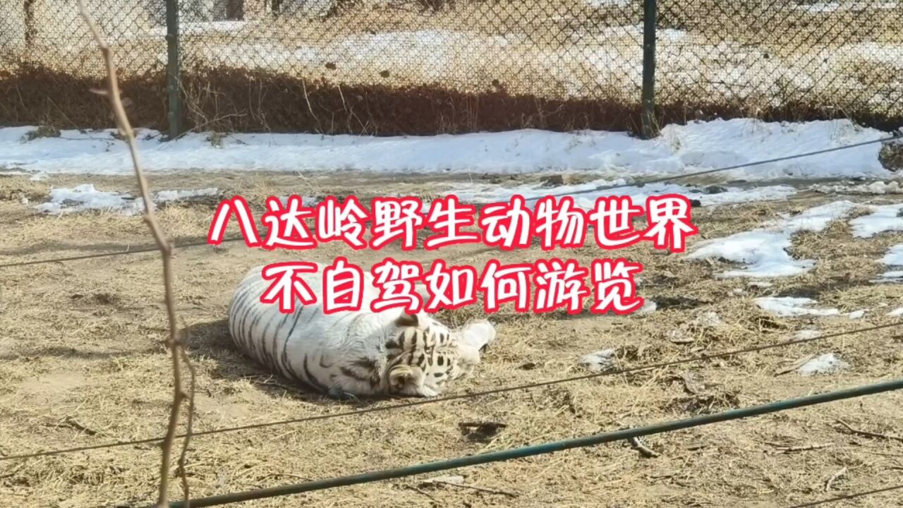 八达岭野生动物园,乘园区免费大巴车不自驾进去,俩人玩的很开心