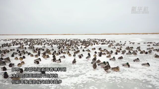 乌梁素海迎来今春首批北归候鸟