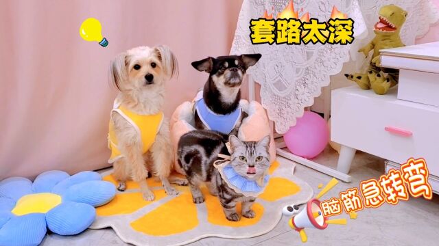 狗狗猫咪搞笑脑筋急转弯,猫咪的套路太深了