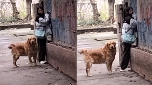 女生被狗狗逼到墙角不敢动弹,紧贴墙面遭朋友“群嘲”,场面爆笑