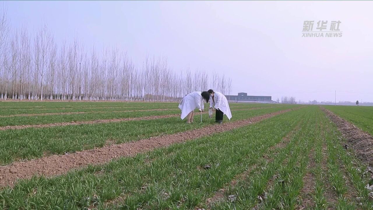 新华全媒+|测土配方精准施肥 让农田吃上定制“营养餐”