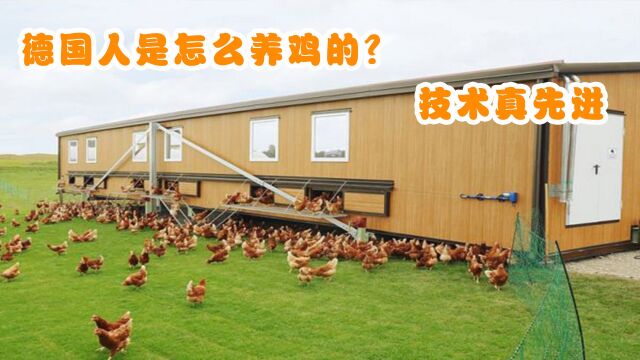 德国人是怎么养鸡的?方式真科学,值得全世界学习