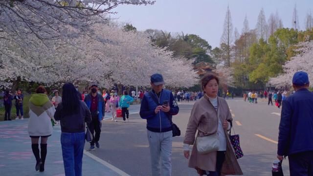 三月中旬鼋头渚风景区樱花季门票90,其中包括了轮船票,为了买票不排队,可以提前囤起来了#关注我带你去旅行 #亲子游玩好去处