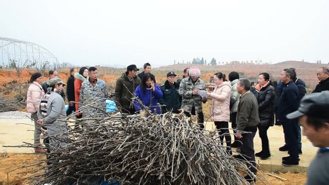 免费发放果树苗 助民增收暖人心