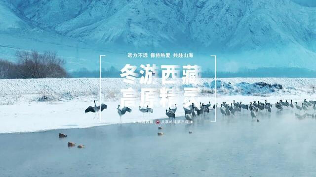 鹤舞雪原,这里是拉萨林周县!