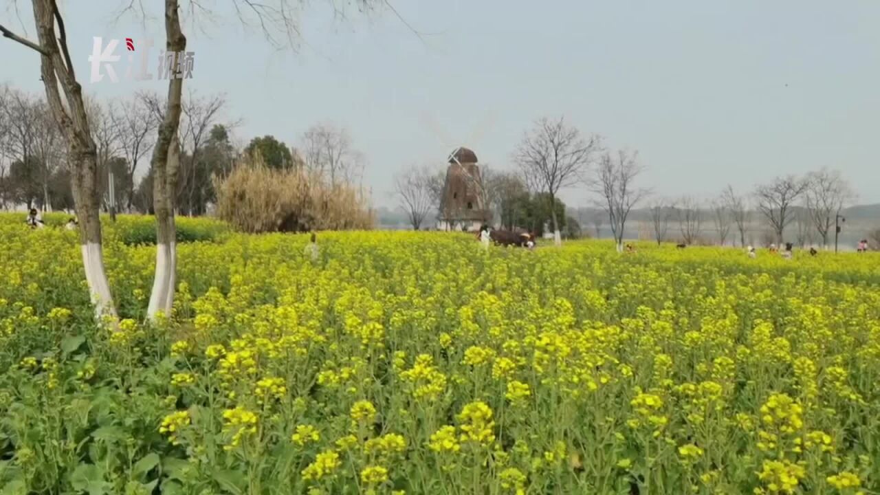 阳春三月 油菜花开啦