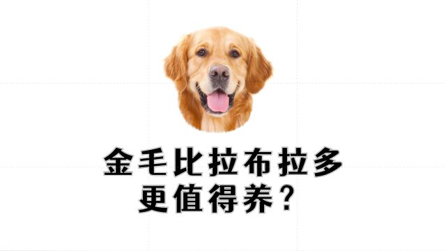 金毛好养,还是拉布拉多好养?