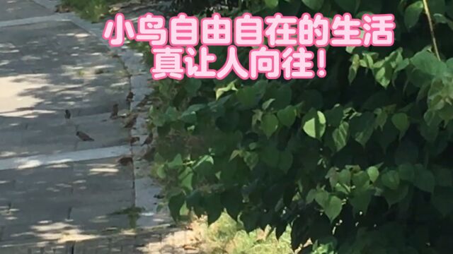 小鸟自由自在无拘无束的生活,令人向往