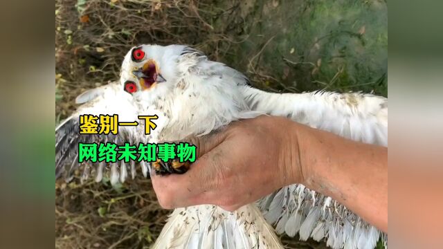 鉴别网络未知事物260:1种你可能见过,但不知道是什么的奇怪物体