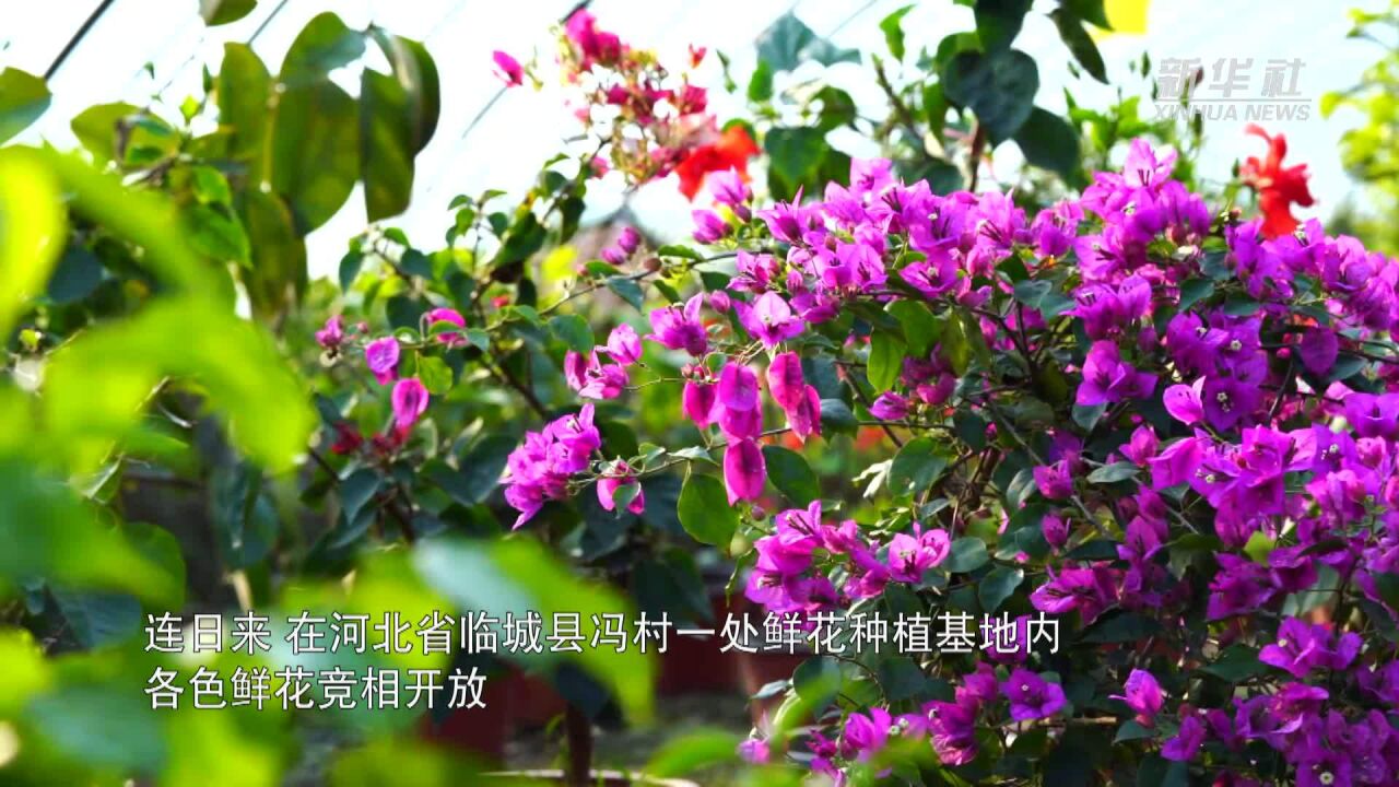 河北临城:“鲜花经济”铺就致富路