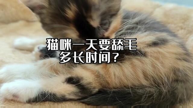 猫咪一天有一半时间在舔毛,记得经常给他们排毛哦.#猫草 #宠物用品 #科学养宠攻略