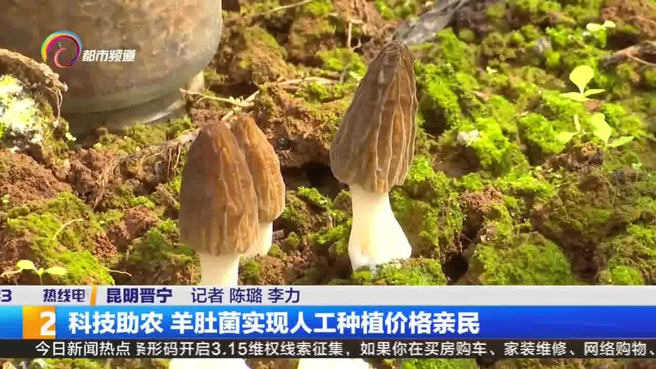 科技助农 羊肚菌实现人工种植价格亲民