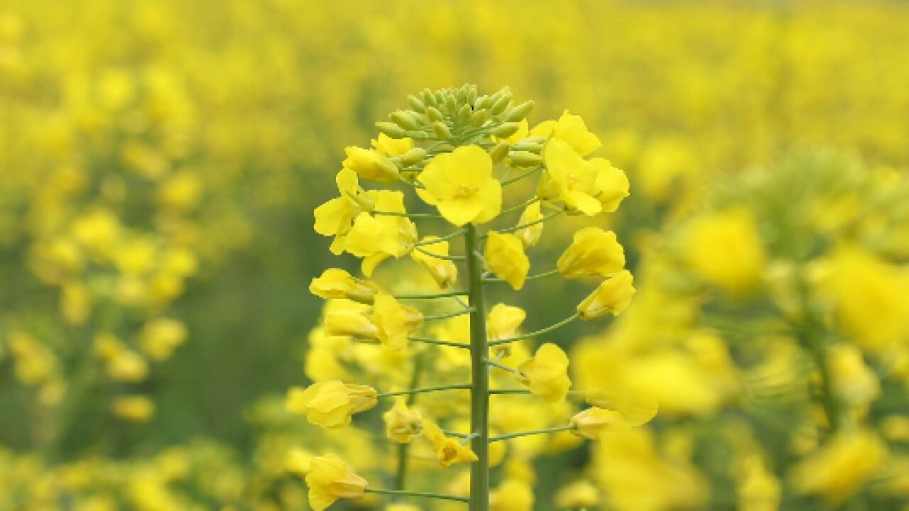 春天的故事丨茶陵:油菜花开春意浓