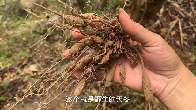 大山里的天冬跟种植的差别有多大呢?这样的产量也太少了吧