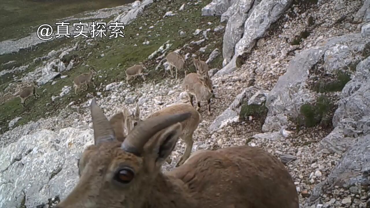 航拍大秦岭36:西秦岭光盖山野生动物和云雾 甘肃甘南藏族自治州迭部县扎尕那