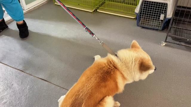 从抗拒挣扎到妥协认命……#秋田犬 #狗狗的心思都写在脸上了 #一只叫黄大木的秋田犬