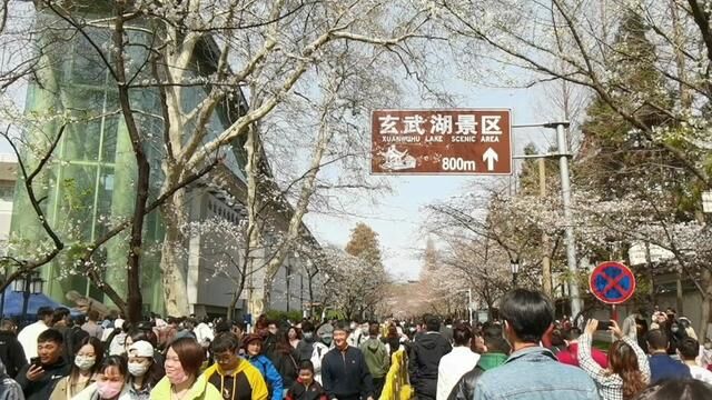 #鸡鸣寺樱花 #拍摄时间2023.3.12下午2点.鸡鸣寺樱花真的盛开了!#春天必打卡的樱花胜地 #约ta快来寻缘