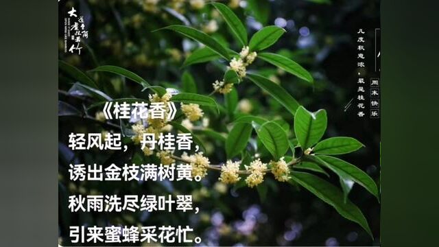 《桂花香》 轻风起,丹桂香, 诱出金枝满树黄. 秋雨洗尽绿叶翠, 引来蜜蜂采花忙. #总有一朵花属于你的春天