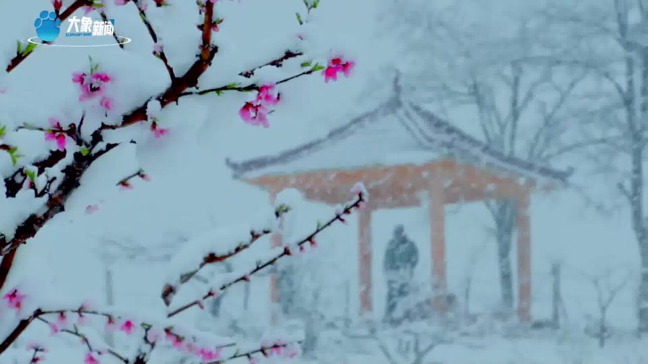 飞雪映桃花!鲁山县下汤镇“万亩桃园”美如仙境